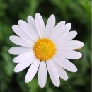 Nilay Çokal