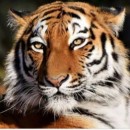 Muhammed Emin Yıldırım