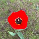 Duygu Altındal Salım