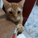 Gamze Civciv Yılmaz