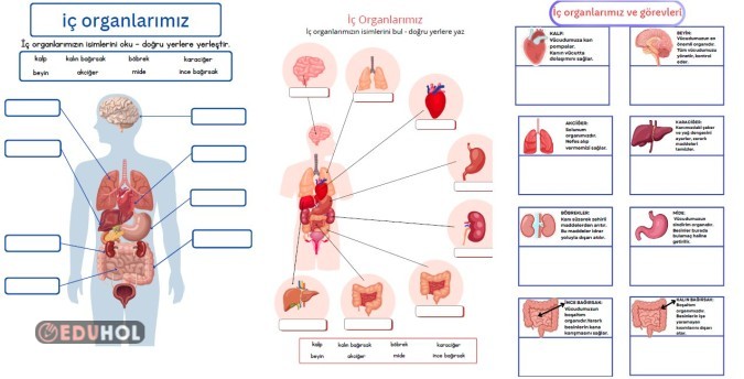 İç organlarımız ve görevleri