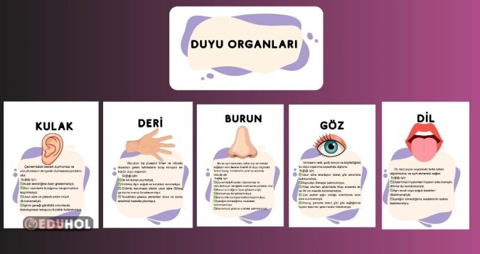 Duyu organları