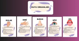 Duyu organları