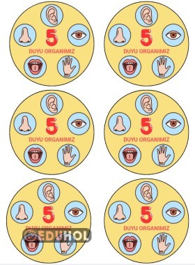 5 Duyu Organımız - İnteraktif Defter Çalışması