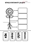 ÇİÇEĞİN KISIMLARI İNTERAKTİF ETKİNLİK