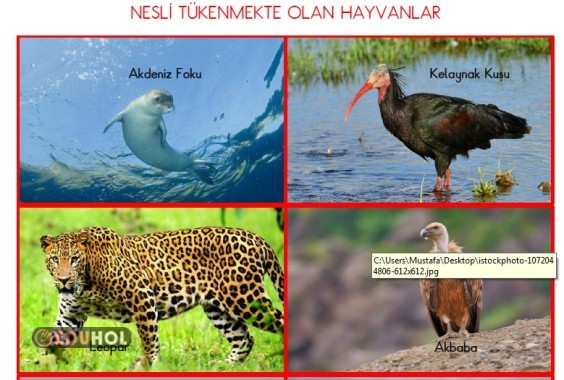 Nesli Tükenmekte Olan Hayvanlar