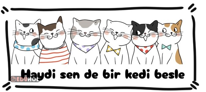 Kedi Besliyorum Sticker