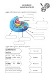7. Sınıf/ Bitki ve Hayvan Hücresi Etkinliği