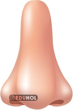 2 Parça Burun Görseli