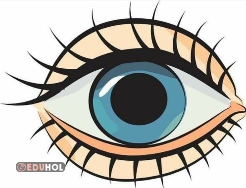 4 Parça Göz Görseli