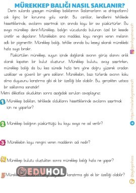 OKUMA ANLAMA METNİ -MÜREKKEP BALIĞI NASIL SAKLANIR