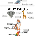 7.4 Wild Animals Body Parts