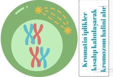 Mayoz bölünme ve özellikleri poster