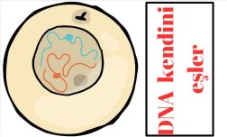 Mitoz Bölünme ve Özellikleri Poster