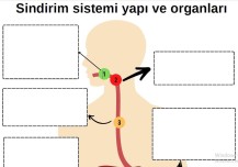 Sindirim sistemi yapı ve organları