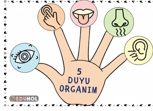 Beş duyu organımız