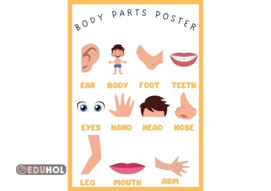BODY PARTS POSTER