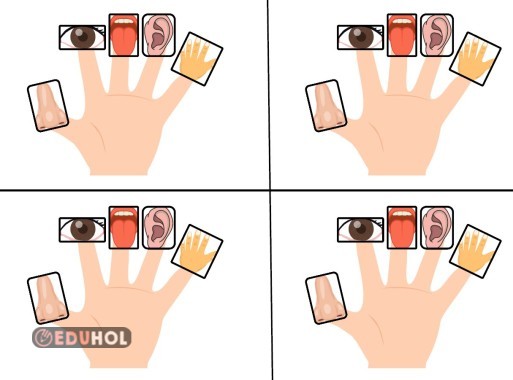 fen bilimleri beş duyumuz