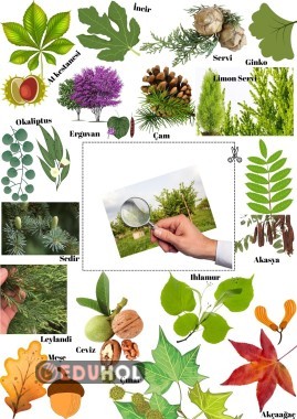 Çevremizi Tanıyalım-Ağaç Kartelası