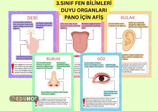 DUYU ORGANLARI PANO / BEŞ DUYUMUZ