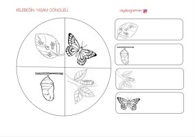 Kelebeğin Yaşam Döngüsü