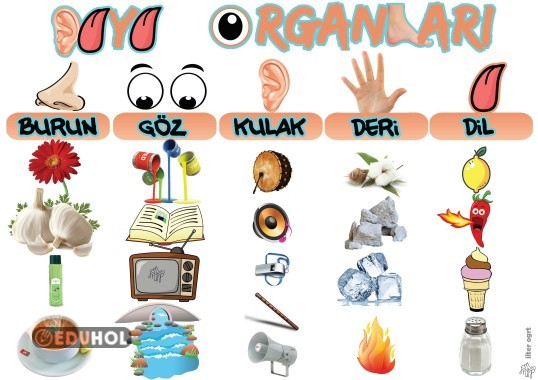 Duyu Organları - Fen Bilimleri