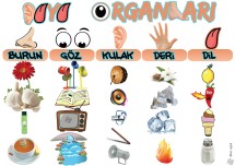 Duyu Organları - Fen Bilimleri