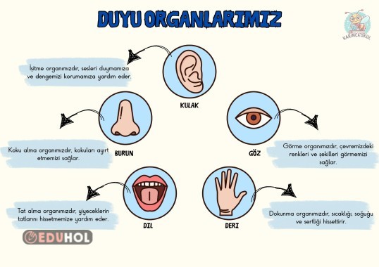 duyu organlarımız afişi 8 A4 boyutunda