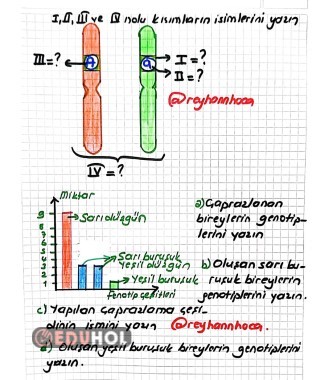10. Sınıf Biyoloji 1Dönem 2. Yazılı 2022-2023