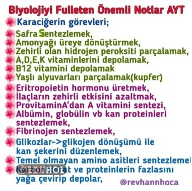 KARACİĞERİN GÖREVLERİ