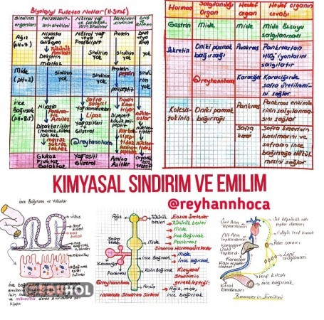 Kimyasal Sindirim ve Emilim