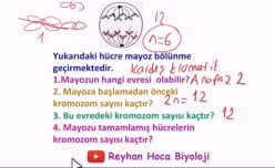 10.SINIF BİYOLOJİ 1.DÖNEM 2.YAZILI SORU VE CEVAPLARI 2022-2023