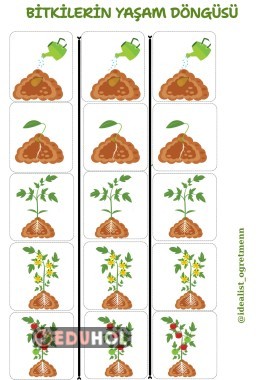 BITKİNİN YAŞAM DÖNGÜSÜ