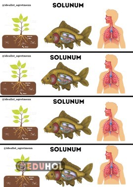 Canlıların Ortak Özellikleri-Solunum