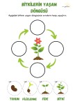 BİTKİLERİN YAŞAM DÖNGÜSÜ