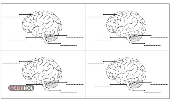 Beynin Bölümleri - Defter Etkinliği