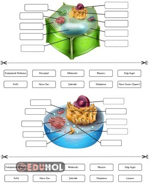 Bitki ve Hayvan Hücresi - Kes Yapıştır Etkinliği