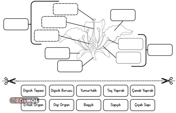 Çiçeğin Bölümleri - Kes Yapıştır Etkinlik
