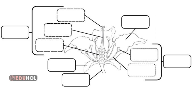 Çiçeğin Bölümleri Defter Etkinliği
