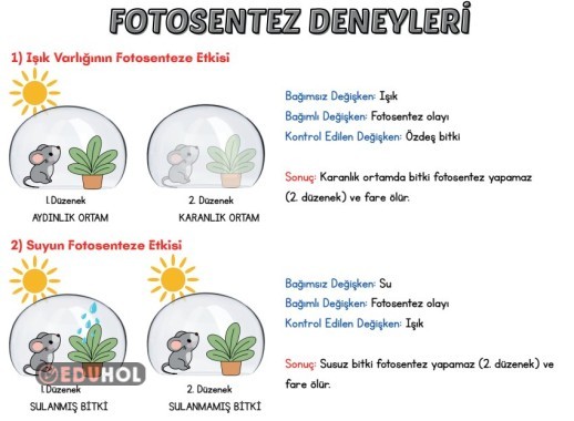 Fotosentez Deneyleri