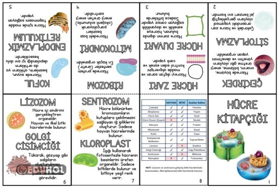 Hücre ve Organeller Kitapçığı
