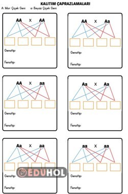 Kalıtım Çaprazlamalar - Tüm Olasılıklar