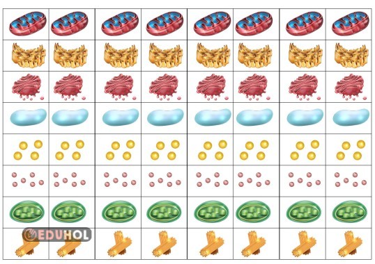 Organeller Şerit - Defter Etkinliği