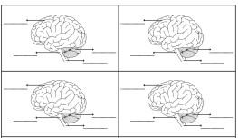 Beynin Bölümleri - Defter Etkinliği