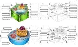Bitki ve Hayvan Hücresi - Defter Etkinliği