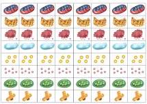 Organeller Şerit - Defter Etkinliği