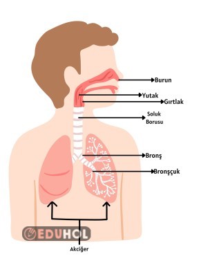 Solunum Sistemi Organları Posterleri