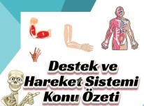 Destek Ve Hareket Sistemi Konu Özeti