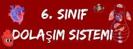 Dolaşım Sistemi online test 3