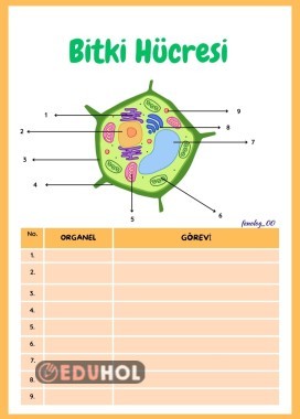 Bitki hücresi Organel ve Görevi